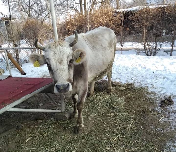 Сокулукта 6 майып кыздын ырыскысы болгон уй уурдалды