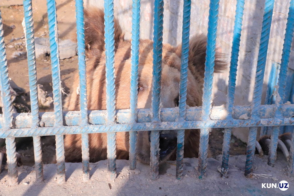 Өзбекстанда аюу тиштеп өлтүргөн киши зоопаркта 2 жылдан бери иштеп келген