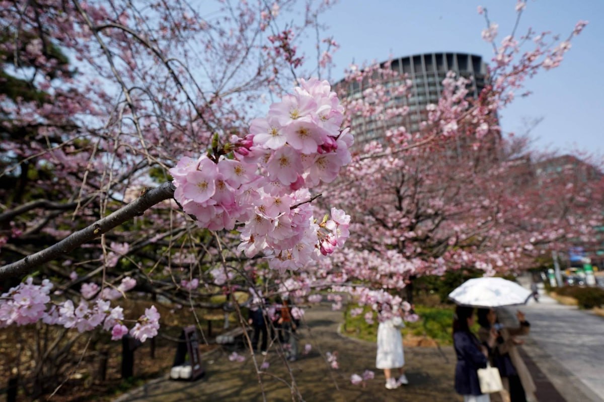 Сакуранын гүлдөгөн мезгили Японияга 9 миллиард доллар алып келет