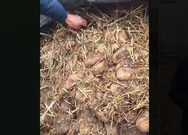 "Ысык-Көлдө картошка чирип жатат" деген видео жарыяланды