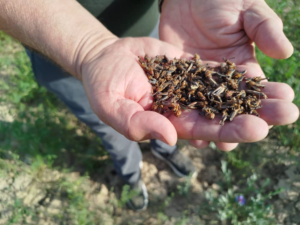 Баткендеги талааларды каптаган чегирткелерге каршы дары чачылып жатат