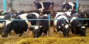 Өлкөдө малды жасалма уруктандыруу борборлору ачылганы жатат