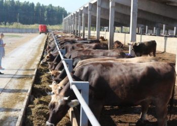 Өлкөдө тирүү малды сыртка сатууга бир аптага уруксат берилди