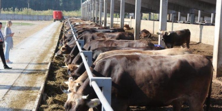 Өлкөдө тирүү малды сыртка сатууга бир аптага уруксат берилди