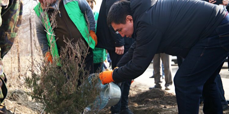 Быйыл Ош шаарынын көчөлөрүнө 73 миң көчөт отургузулат