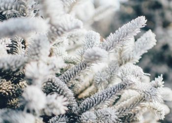 28-февралга карата аба ырайы