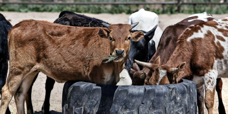 Өлкөгө бир жуманын ичинде миңден ашуун бодо мал мыйзамсыз алып келинген