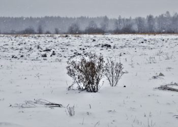 Кеминде малды жайыттан айдап келгени кеткен аялдын сөөгү табылды