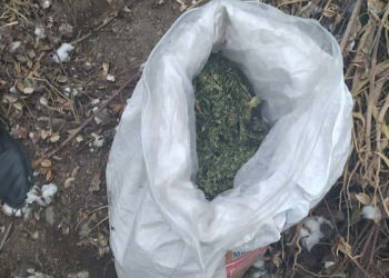 Базар-Коргондун тургунун үйүнөн 2 килограммдан ашык баңгизаты табылды