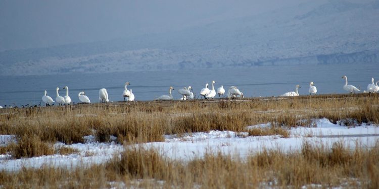 Кыргызстанда сейрек кездешүүчү ак куулар өлкөнүн кайсыл аймагында байырлашат? (сүрөт)