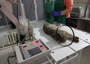 Токтогулда ачка болуп, үшүгөн сүлөөсүн адамдарга келген