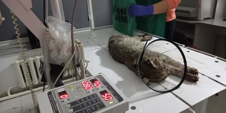 Токтогулда ачка болуп, үшүгөн сүлөөсүн адамдарга келген