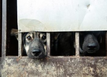 Итин кол салуудан коргогон Эрлан Темирбеков жети жылга эркинен ажыратылышы мүмкүн