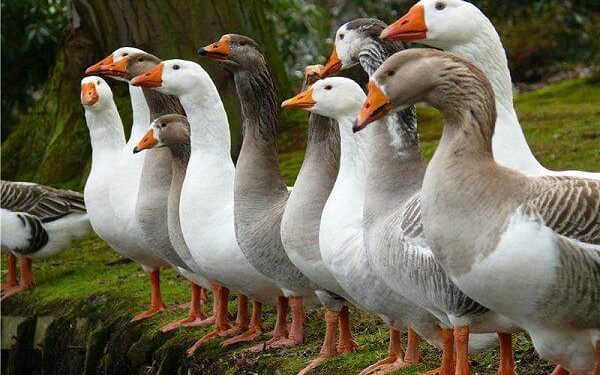 Литвада чиновниктерге айлык акыны каз түрүндө берүү каралууда