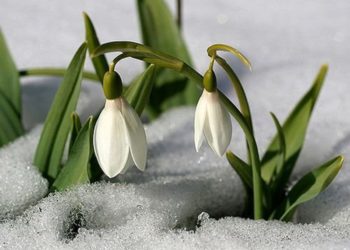 7-мартка карата аба ырайы