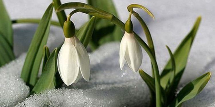 7-мартка карата аба ырайы