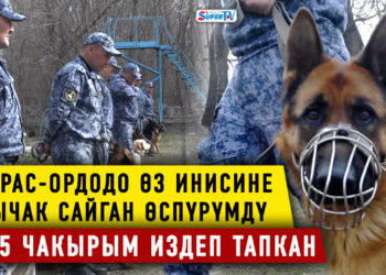Кылмыштын бетин ачууга чоң көмөк көрсөткөн иттер. Кинолог болуш оңойбу?