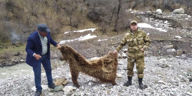 «Доосу 1 миллион сом». Жалал-Абадда кызыл китепке кирген аюу өлтүрүлдү