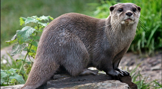 АКШда океанариумдагы кундуздардан коронавирус аныкталды