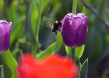 Бишкекте жоогазындар ачылды (сүрөт)