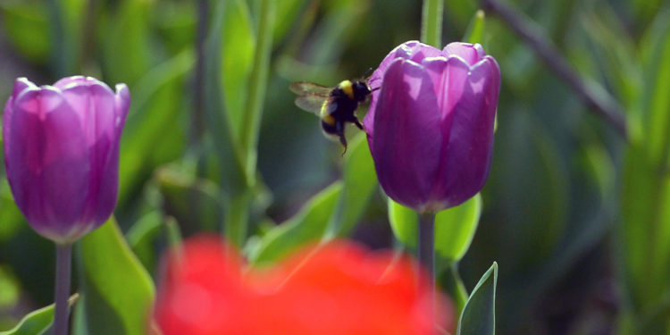 Бишкекте жоогазындар ачылды (сүрөт)