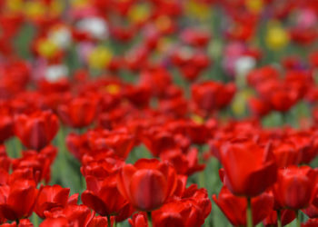 Бишкекте жоогазындар ачылды (сүрөт)