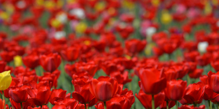 Бишкекте жоогазындар ачылды (сүрөт)