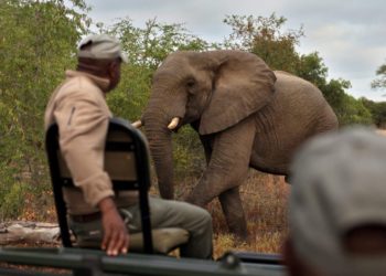 1 пил — 70 миң доллар. Зимбабведе алп жаныбарды атууга уруксат берилди