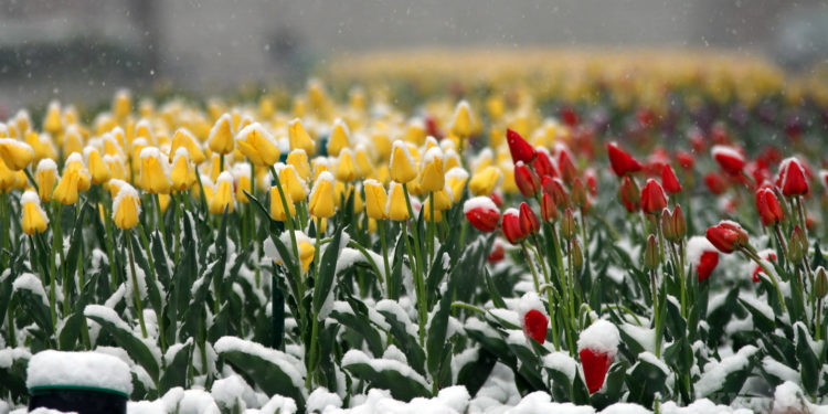 Кар жаайт. 22-апрелге карата алынган аба ырайы тууралуу маалымат