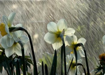 20-апрелге карата аба ырайы тууралуу маалымат