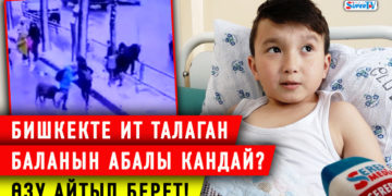 Ит баланы тиштеп алып, ары-бери сүйрөгөн окуя. Милиция итти да, анын ээсин да таба элек