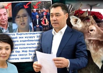 ЖАҢЫЛЫКТАР. Мүйүзү сынган эликтер кызыл китепке кирген бугулар эмес, мүйүздөрү өзү түшөт…