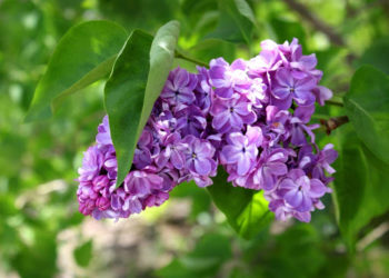 Жайдагыдай ысык. 29-апрелге карата өлкөдөгү аба ырайы