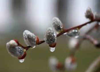 Өлкөнүн айрым райондорунда үшүк жүрөт