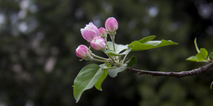20-апрелге карата аба ырайы тууралуу маалымат