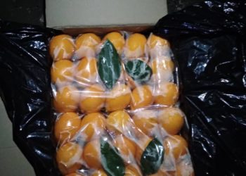 Баткенге мыйзамсыз алып келинген 3 тонна лимон аныкталды