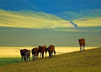 Ысык-Көл облусунда мыйзамсыз менчикке өтүп кеткен жер мамлекетке кайтарылды