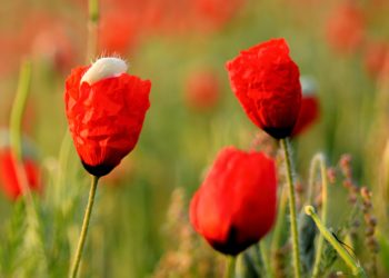 🌷 Кызгалдактын кучагында калган Кыргыз өлкөсү (сүрөт)