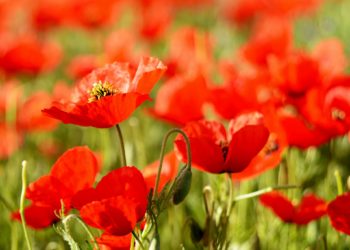 🌷 Кызгалдактын кучагында калган Кыргыз өлкөсү (сүрөт)