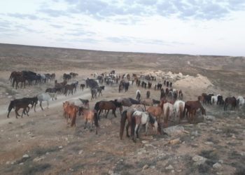 Ат менен төөлөр картон жеп… Казакстанда кургакчылыктан мал кырылууда (видео)