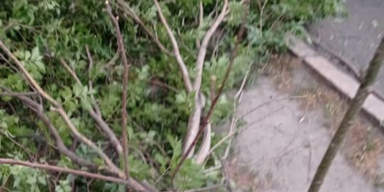 Бишкекте кечээги шамалдын кесепетинен 12 бак кулаган