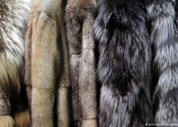 Израиль биринчилерден болуп жаныбарлардын терисин сатууга тыюу салды