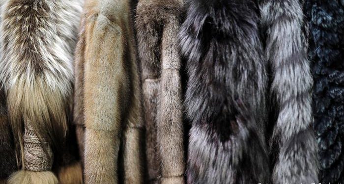 Израиль биринчилерден болуп жаныбарлардын терисин сатууга тыюу салды