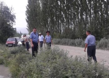 Баткенде 2 тоннага жакын кара куурай өрттөлдү (сүрөт)