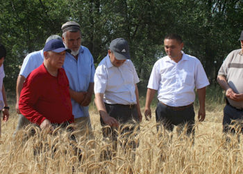 Кыргызстандын ысык аймактарында түшүм жыйноо башталды (сүрөт)