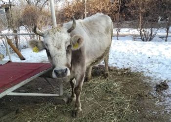 Сокулукта 6 майып кыздын ырыскысы болгон уй уурдалды