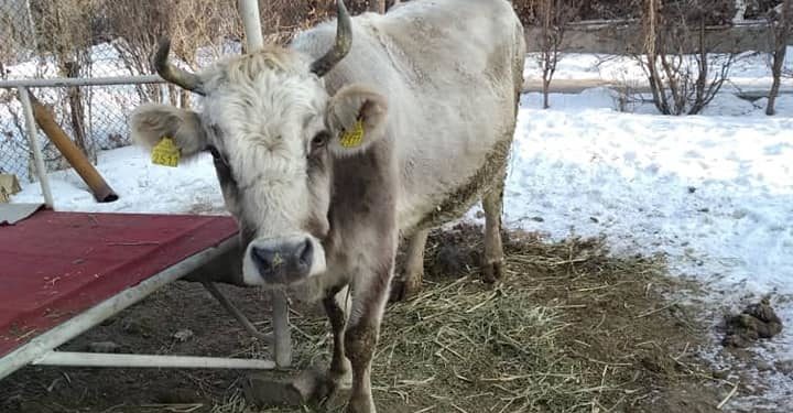 Сокулукта 6 майып кыздын ырыскысы болгон уй уурдалды