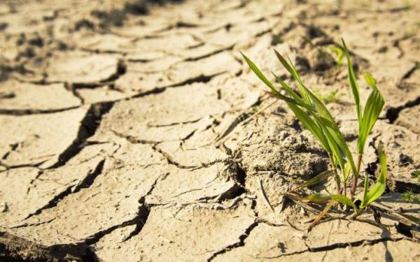 АКШнын батышын кургакчылык каптады