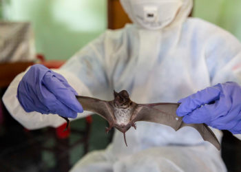 Индияда жарганаттан адамга жуга турган коркунучтуу дагы бир вирус аныкталды