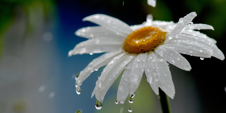 Айрым аймактарда жамгыр жаайт. 24-июнга карата өлкөдөгү аба ырайы